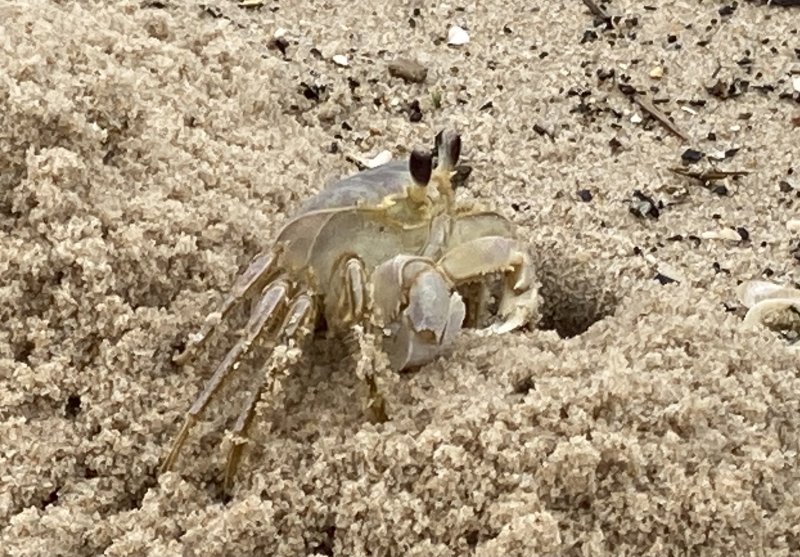 This ghost crab perched at entrance to its burrow can disappear inside in the blink of an eye. ALICE MOHRMAN PHOTO